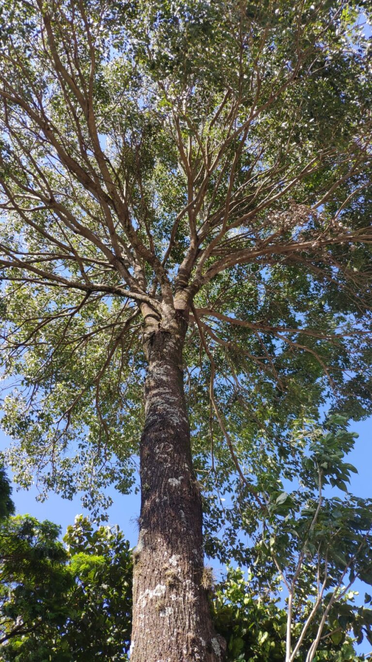 Arborização Urbana – Município de Astorga